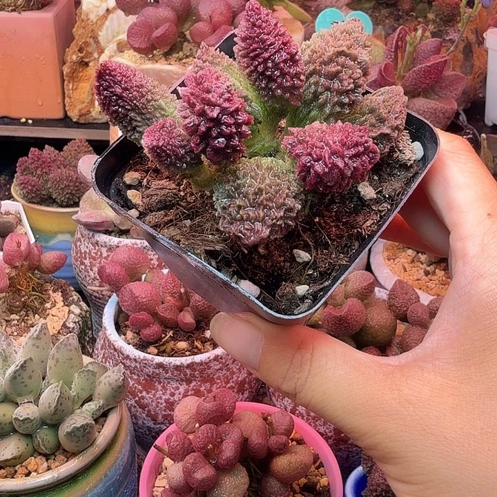 水蜜桃的味道真的很好