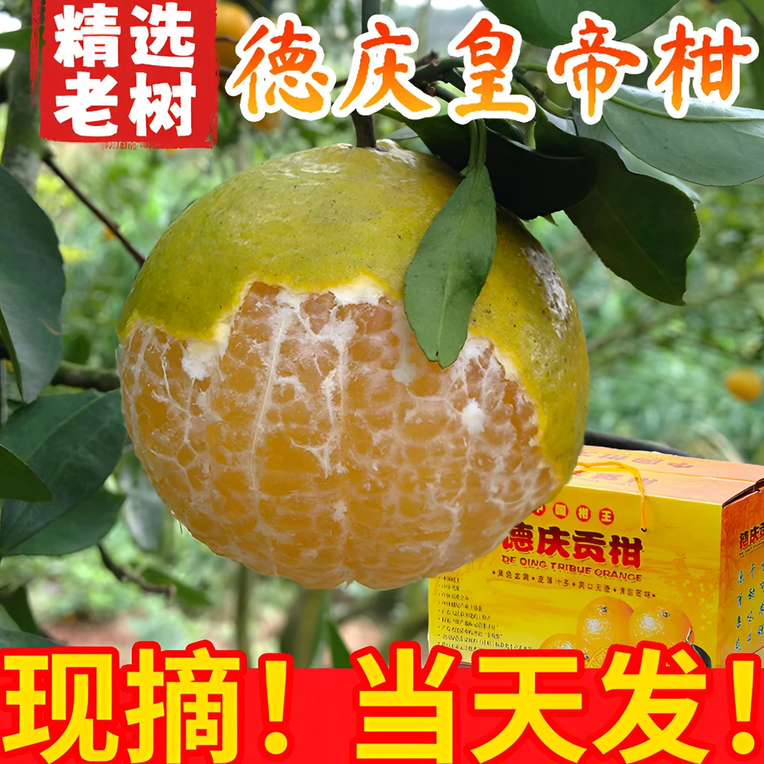 【皇帝柑天花板】德庆皇帝柑薄皮多汁新鲜采摘顺丰包邮