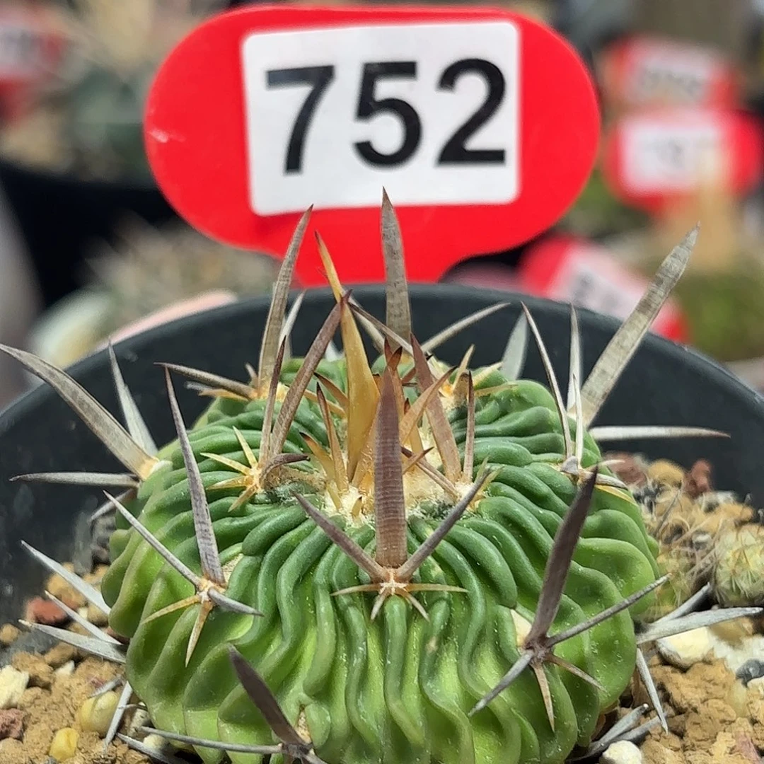 仙人球实生短豪刺多棱玉