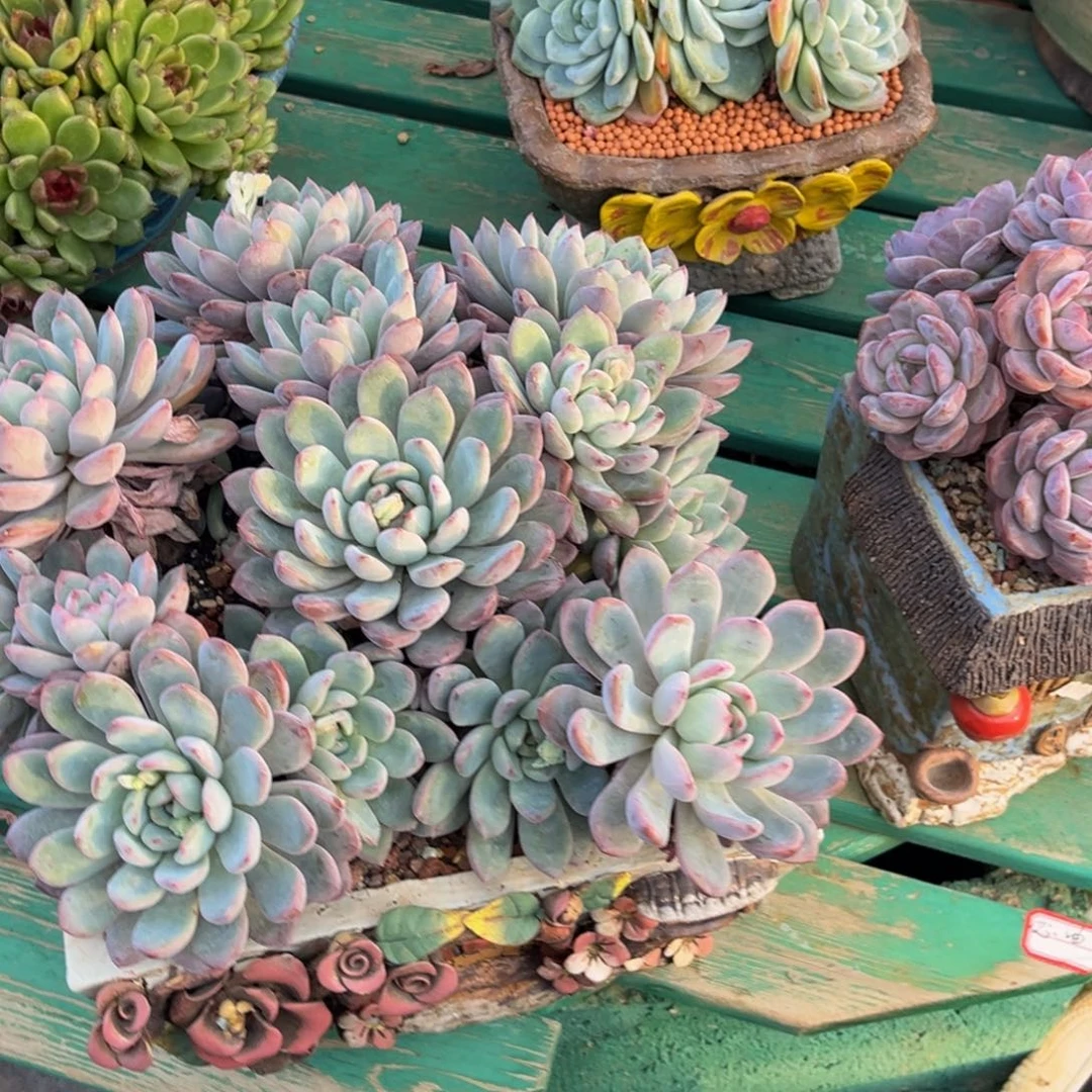 墨***星小姐姐的多肉植物群生充值
