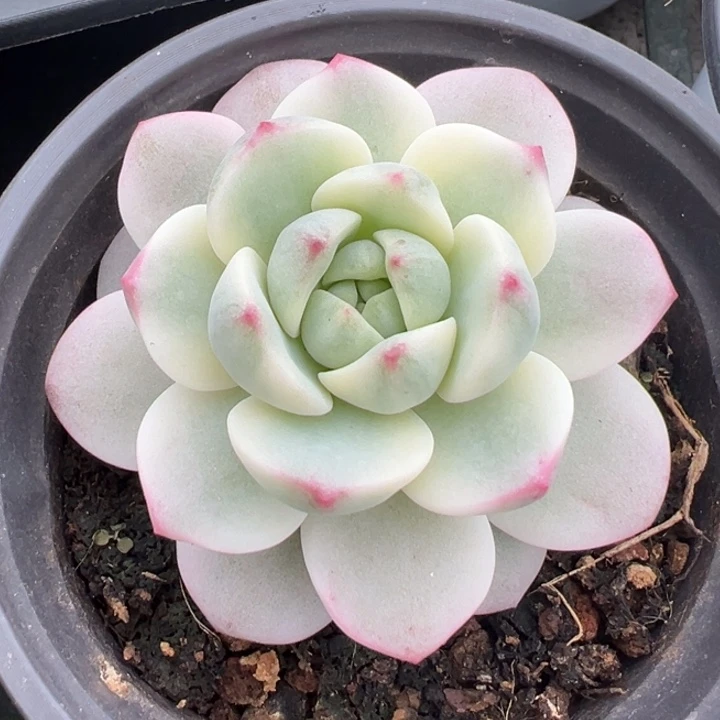 香草锦一物一拍锦龙