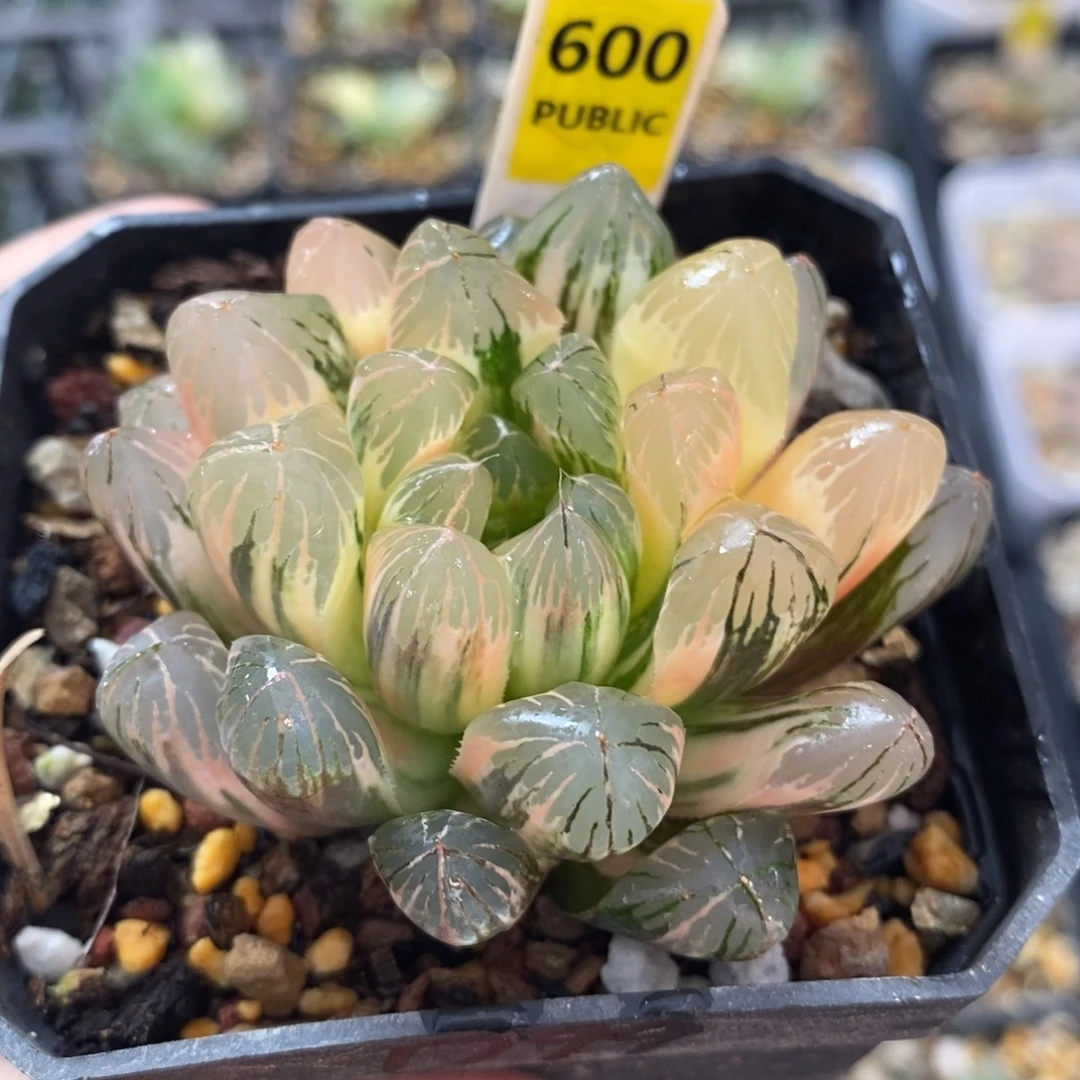 不开花植物600玉露