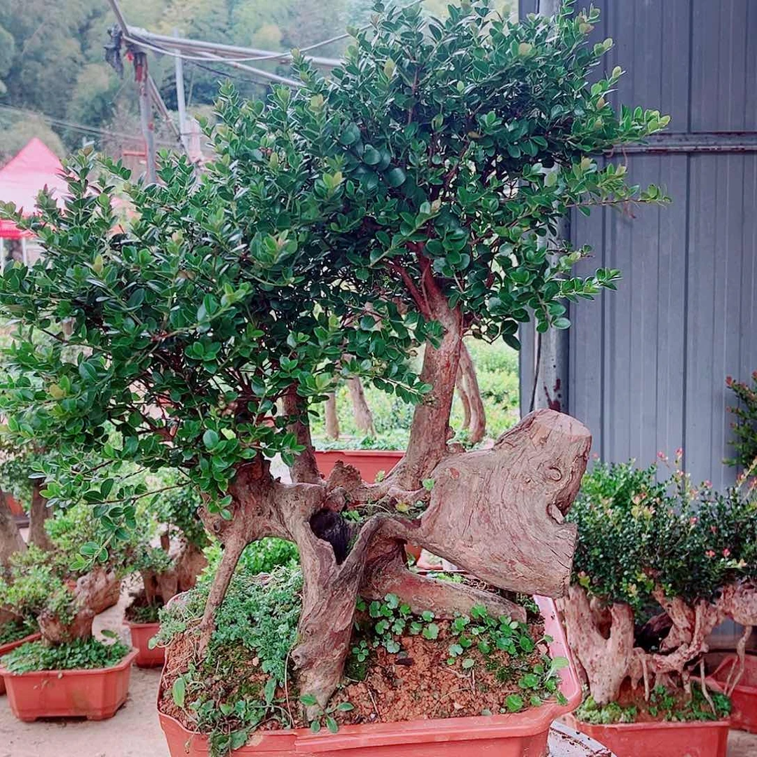 赤楠赤楠赤楠赤楠