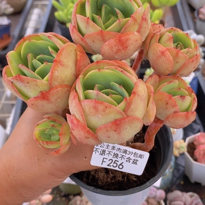 鸡蛋碧桃有砍12cm256多肉植物