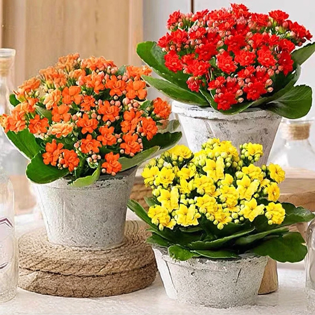【颜色随机3盆】长寿花盆栽hq室内阳台植物重瓣大花苗四季开花好养