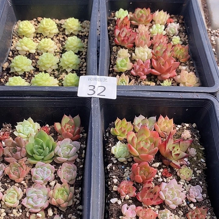 32 多肉植物盆栽花卉