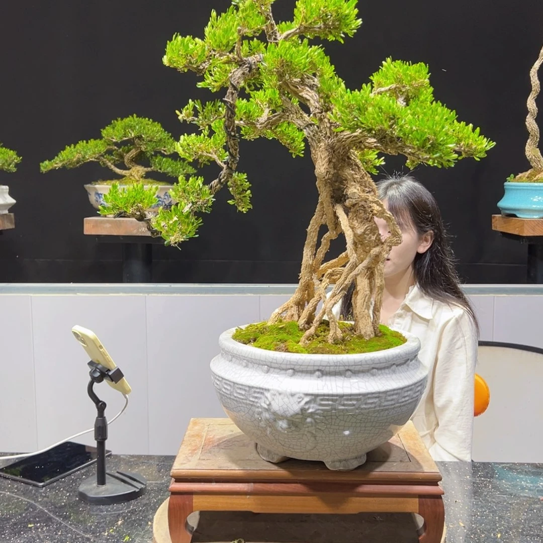 四季常青老桩黄杨盆景