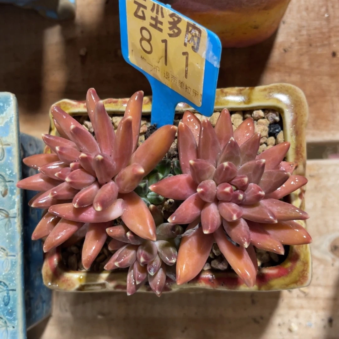 云尘多肉一物一拍不含盆811