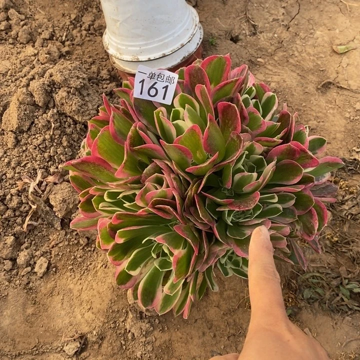 Z*161白凤绣球西2棚