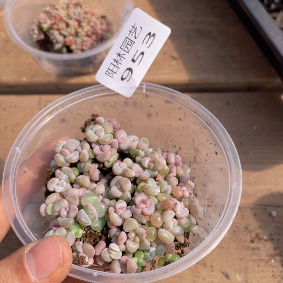 多肉植物多肉植物953