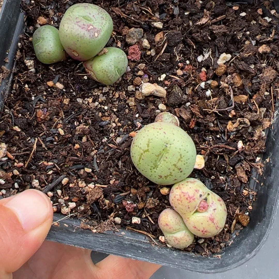 1.20好看的多肉590