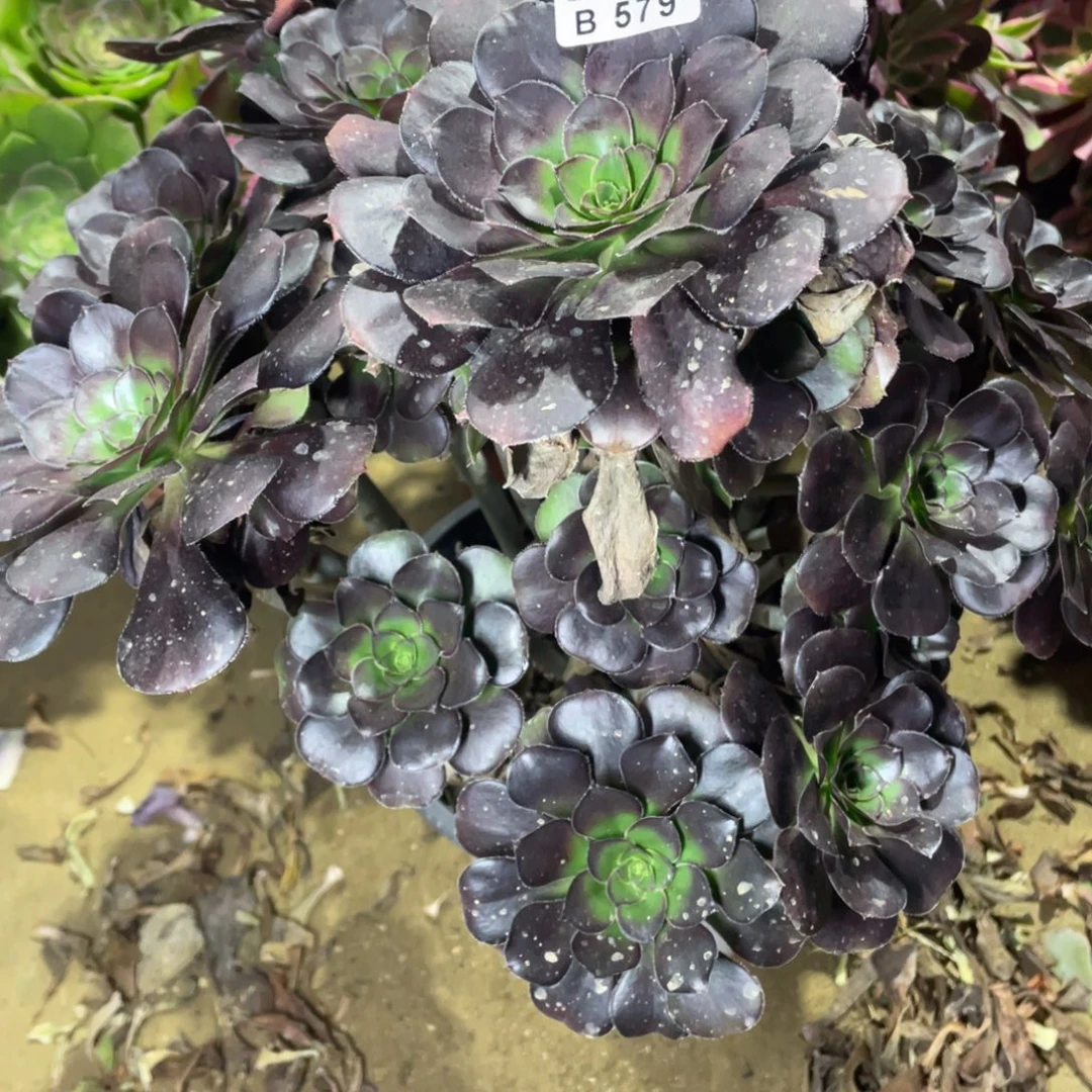 579黑豆多肉法师断枝不包