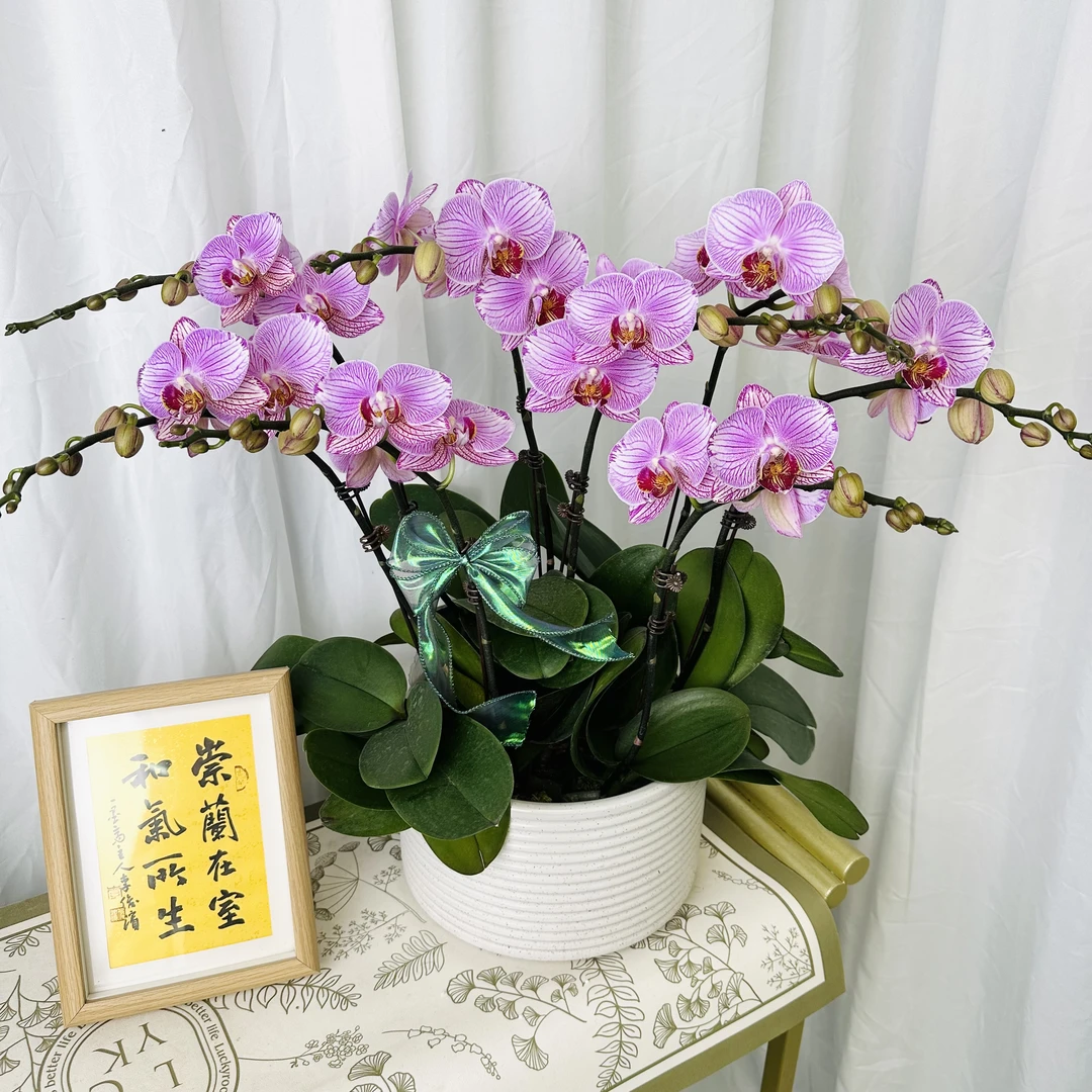 A8【纹雅】包花盆条纹大花蝴蝶兰.源头基地.送礼兰花.包盆年花