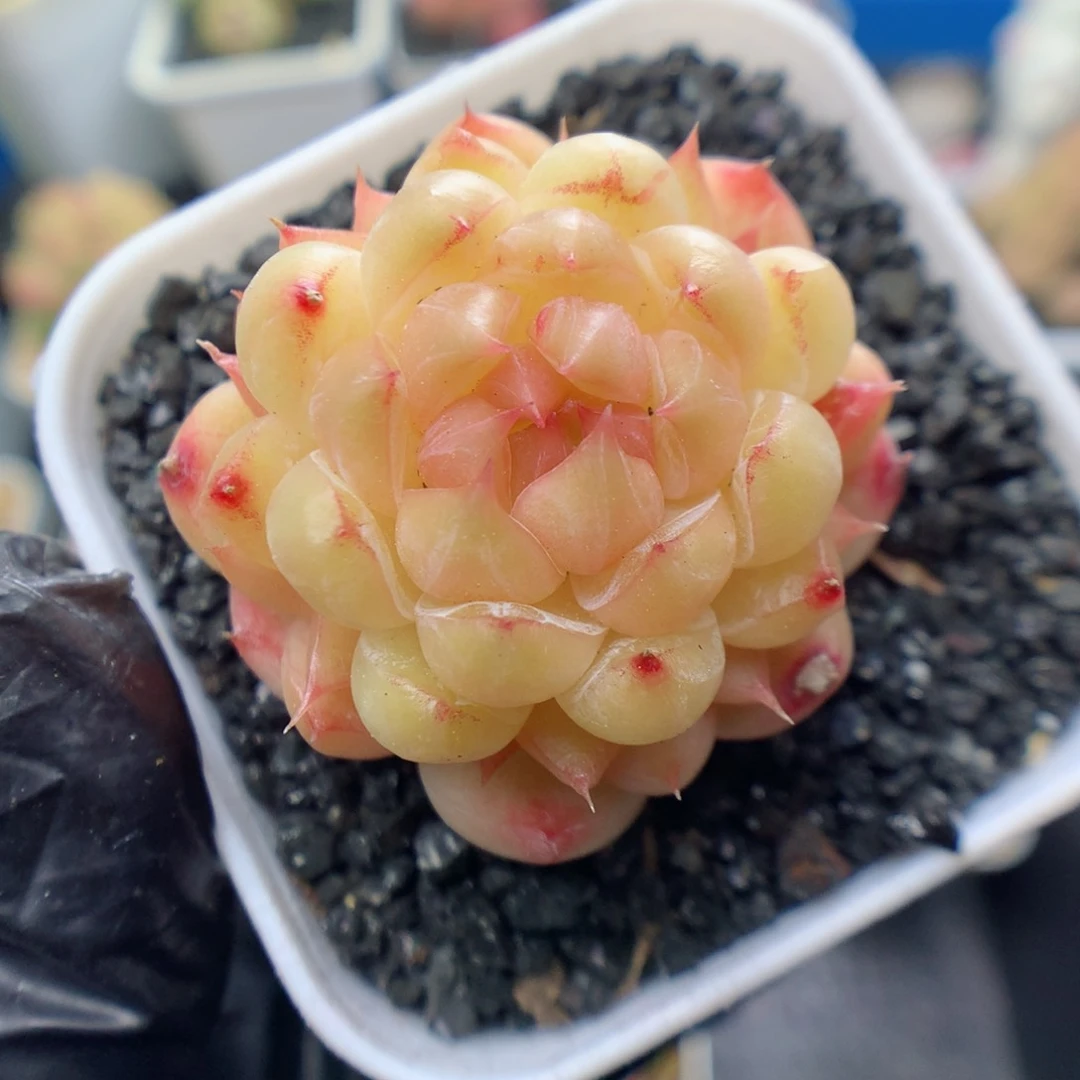 多肉植物。  糖心31