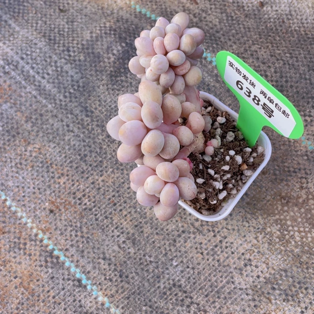 638号 龙头汤圆缀化