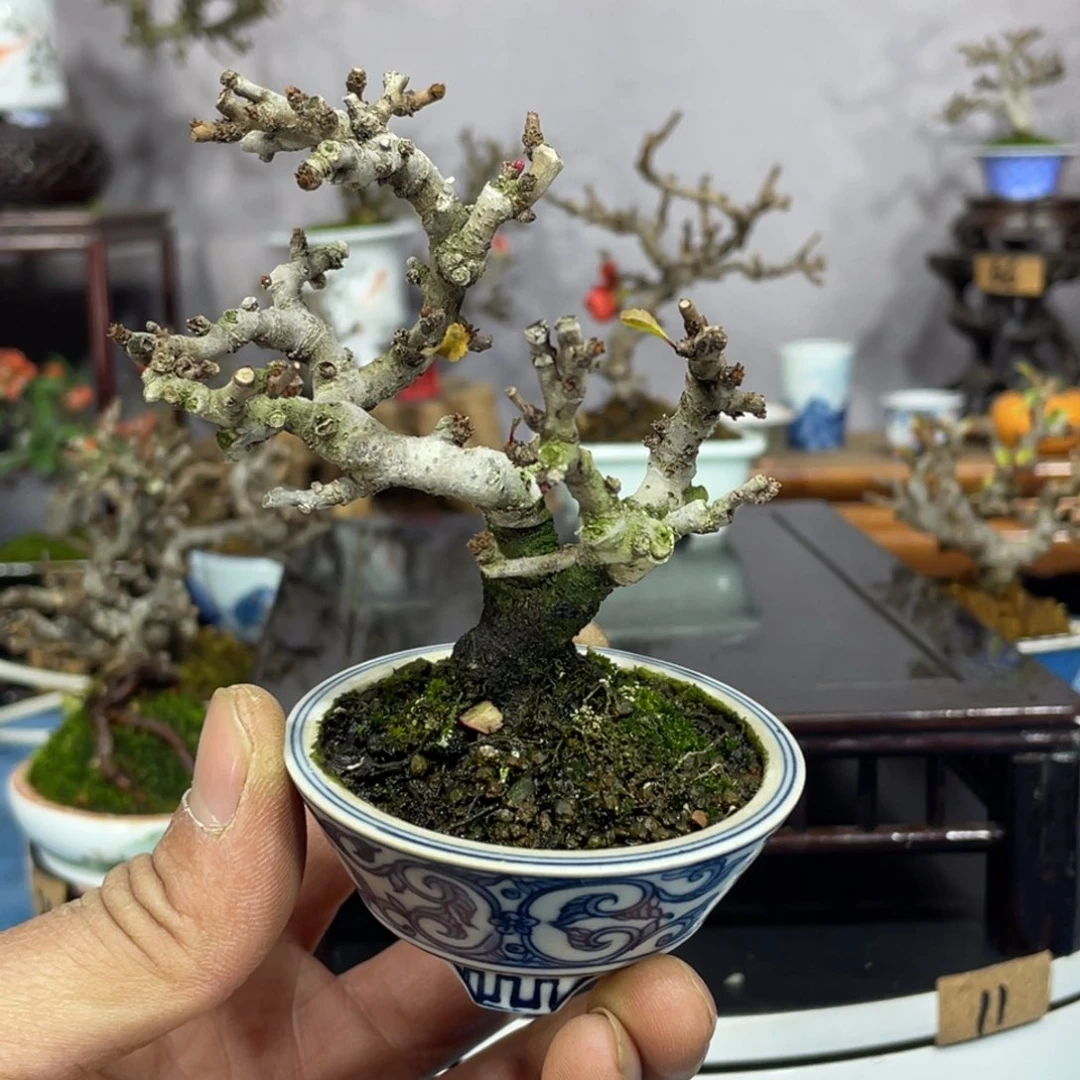 哈***楼完全开放进口红花一号长寿梅