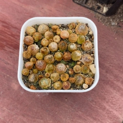 迷**橙灯泡群生5仙人球