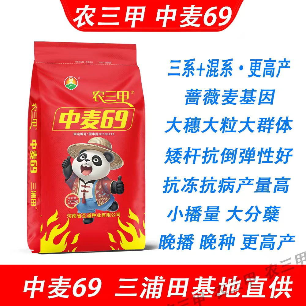 中麦69麦种(农三甲)国审矮杆大穗超抗倒伏挑战高产1800耐旱新品种