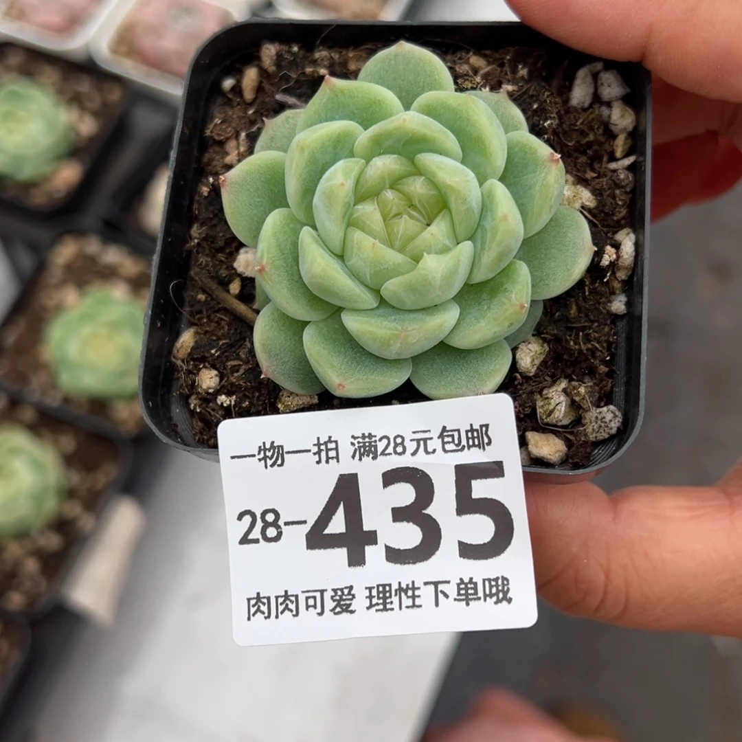 泼富多肉多肉多肉多肉