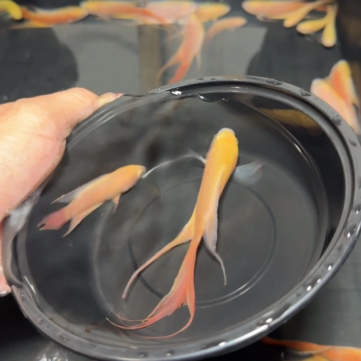 斗鱼直播间对图白红2