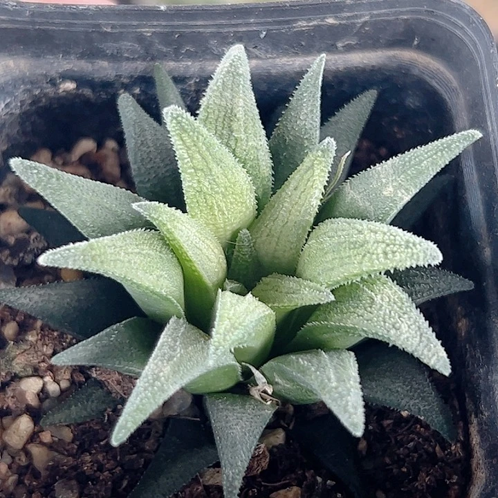 大型硬叶群姣十二卷