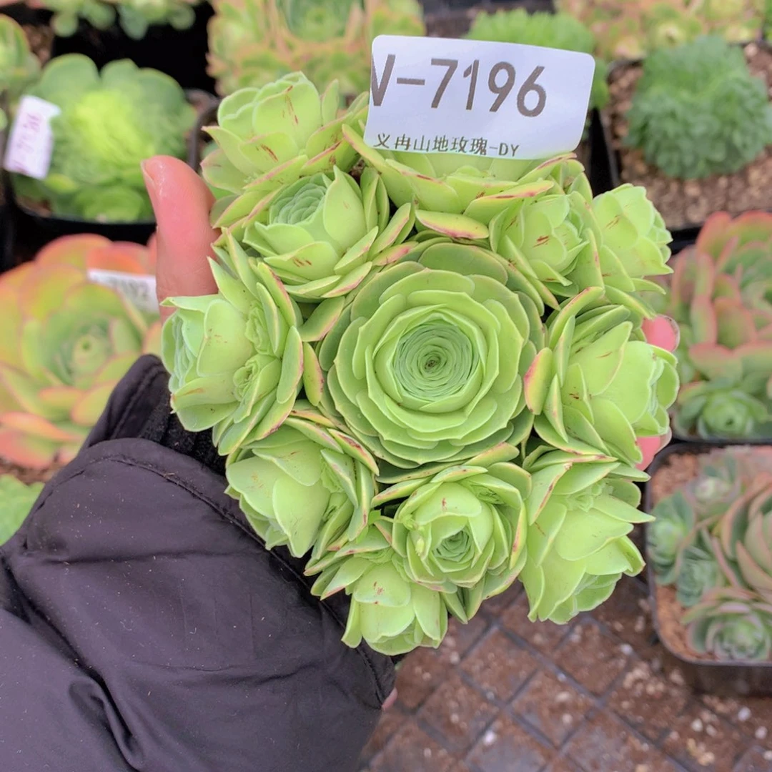 7196水蜜桃会掉侧芽