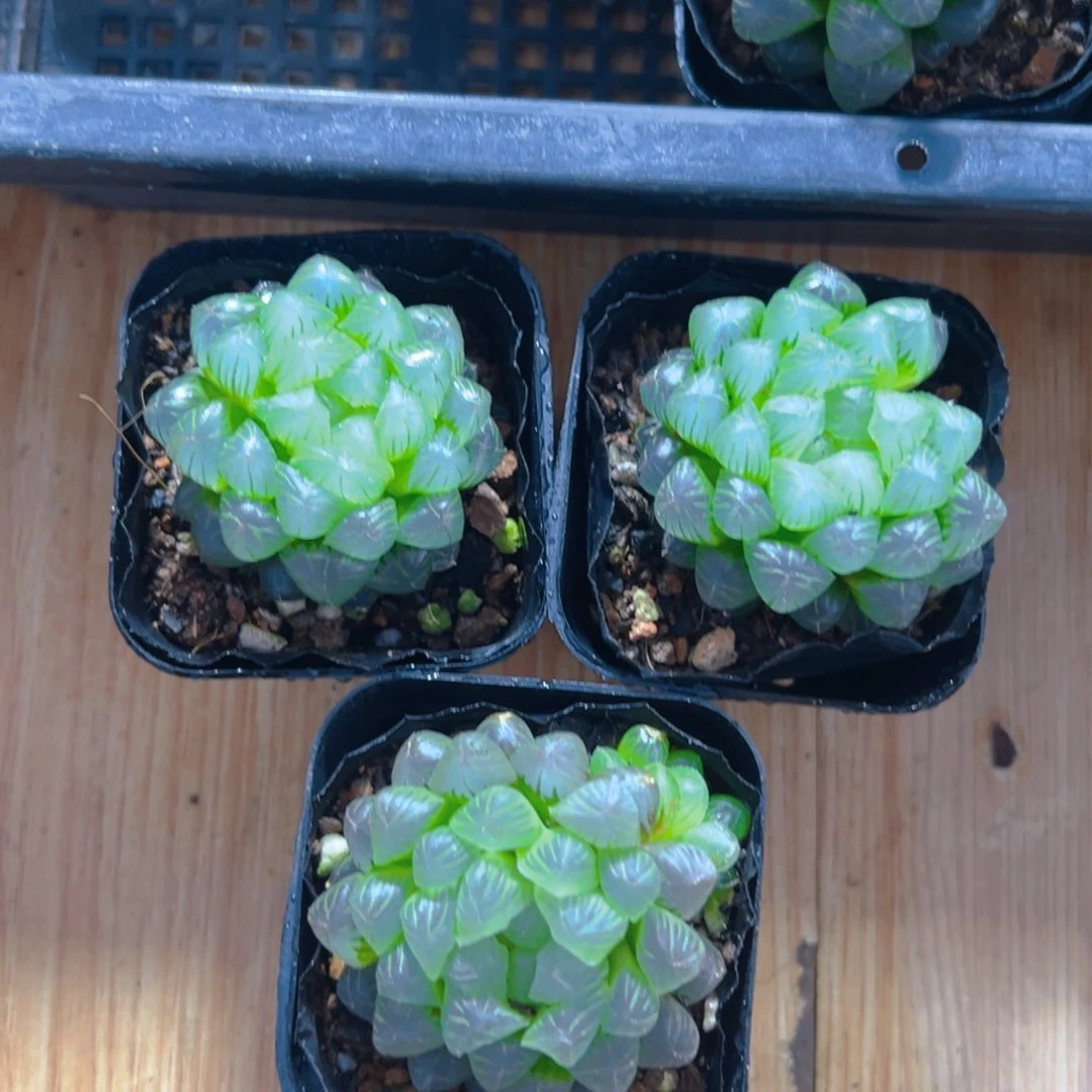 糯肌玉露多肉3颗多肉