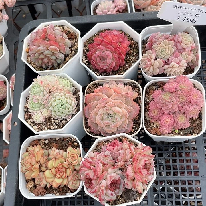 薇薇安园艺多肉1495