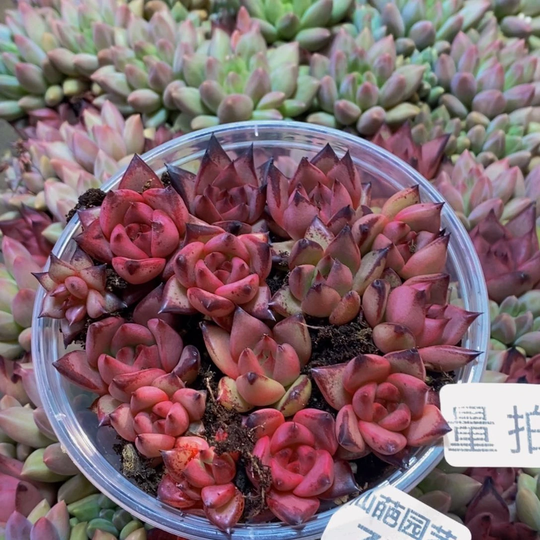 758多肉植物保护研究量拍一盒