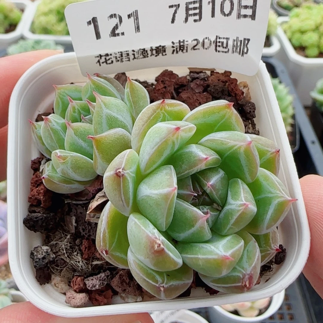 花语逸镜0710-121雪花珍妮