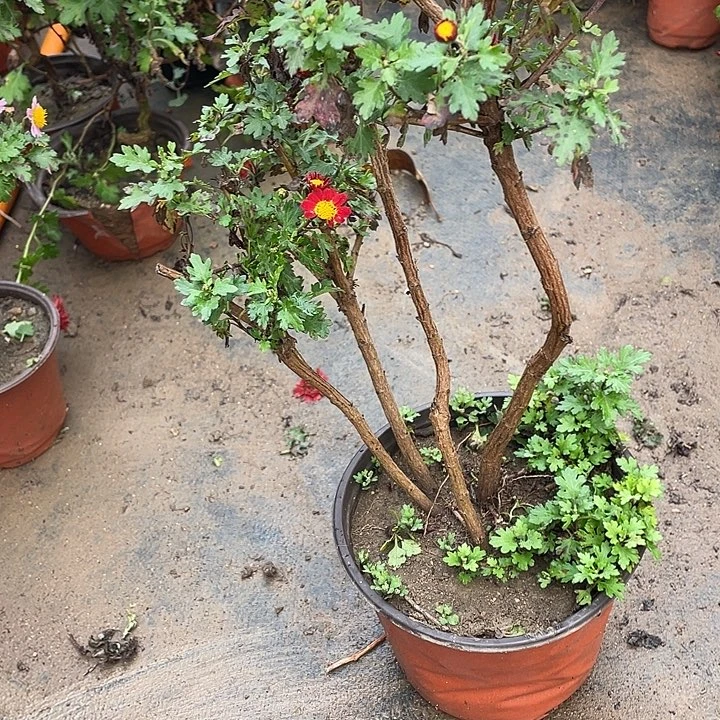 兰***妃完全开放50菊花菊花菊花家