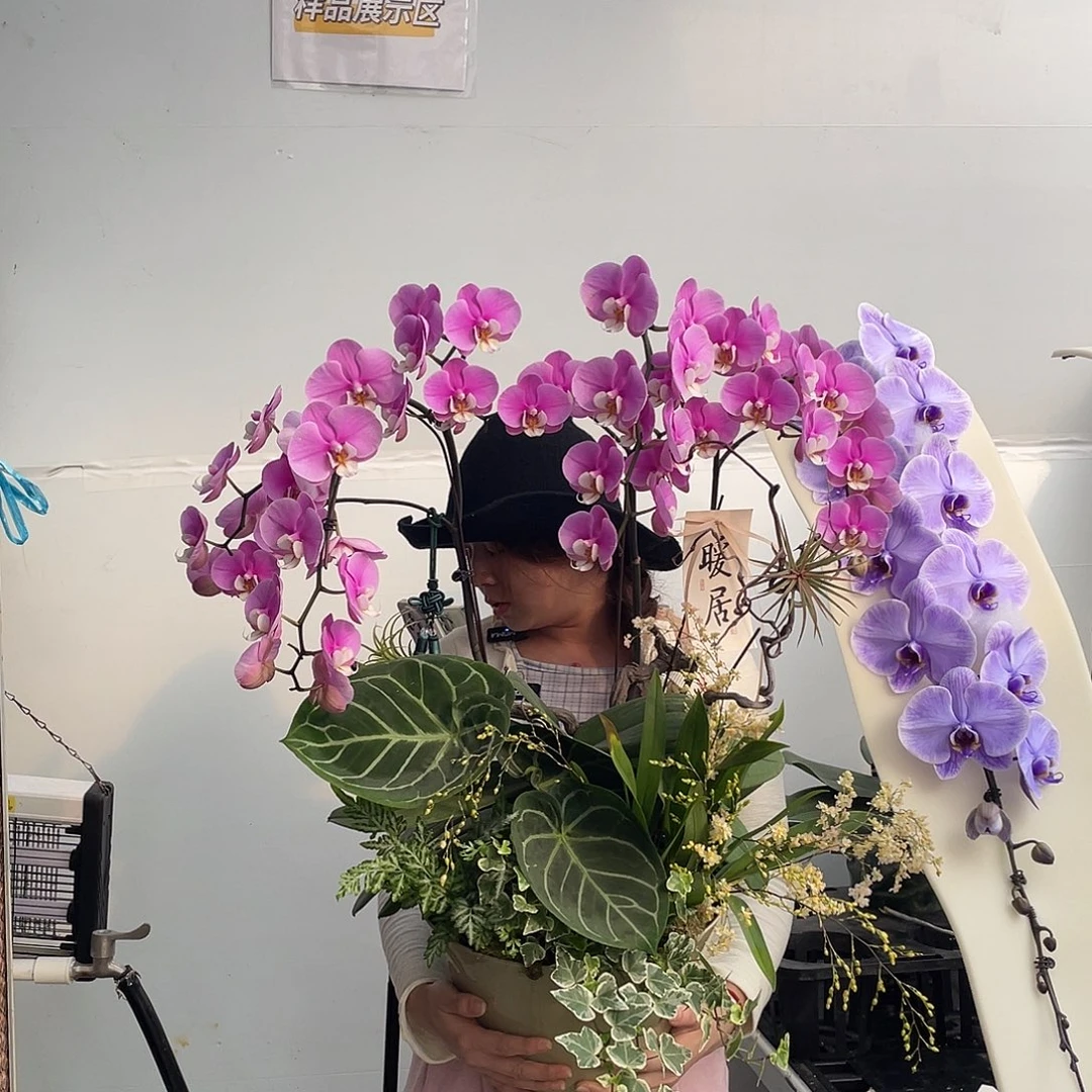 无花朵组盆树型安娜含盆（只能珠三角送货上门）