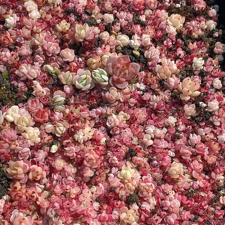 47 多肉植物盆栽花卉植物