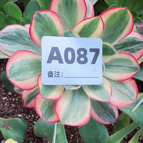 【闪购商品】?***南12345678