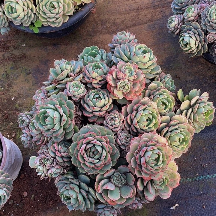 笨吧带盆土大号28老桩