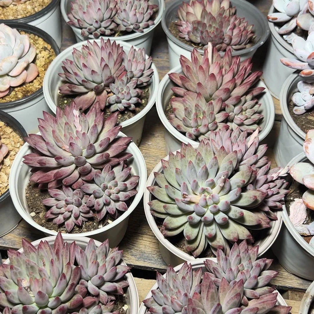 虞美人三头起发19.8一颗