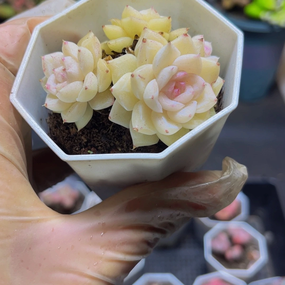 236-6厘米多肉植物