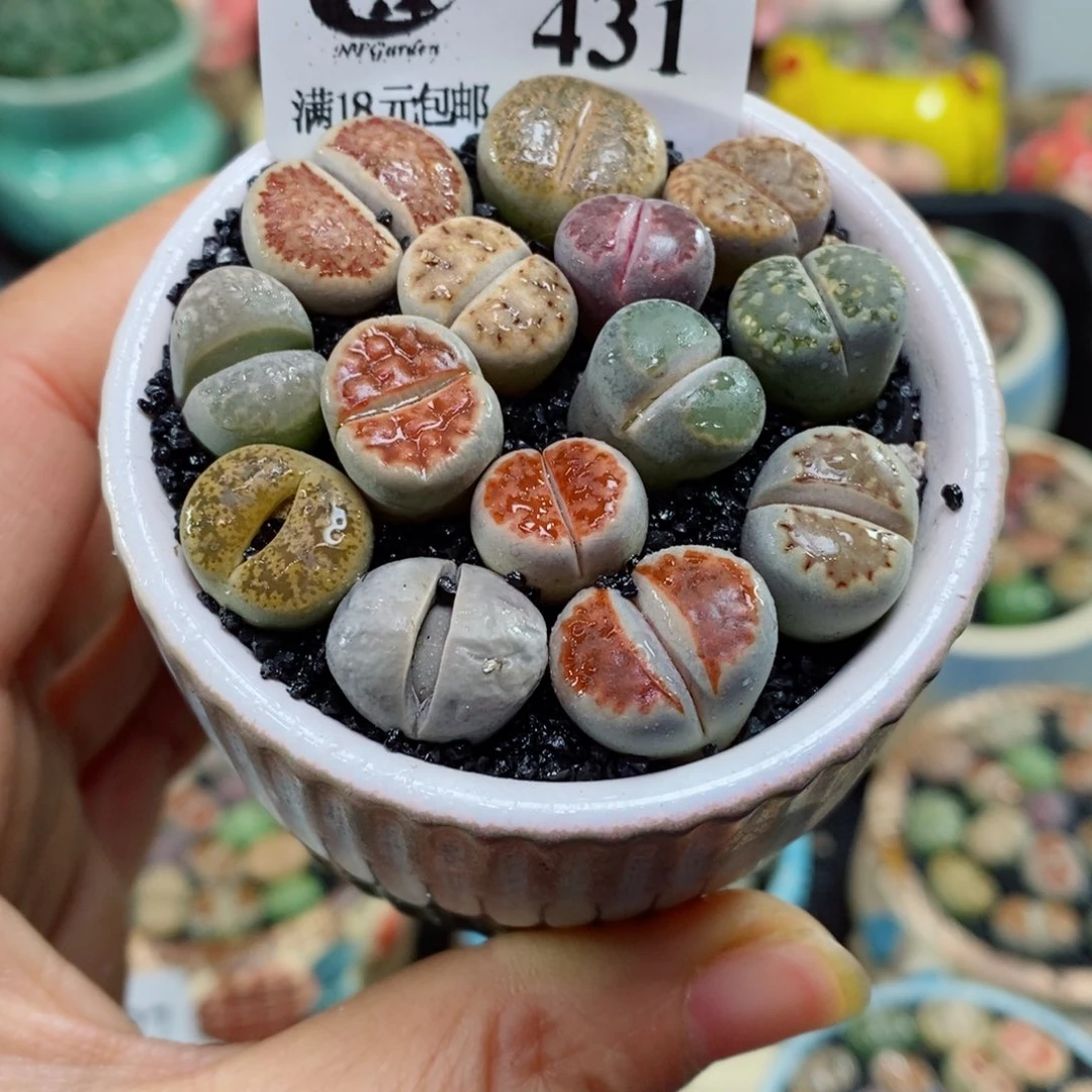 生石花花花花花花花花431