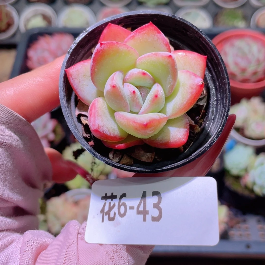 花利美6-43草莓泡芙