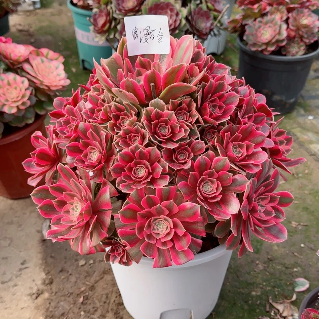 浪****红粉佳人，多肉植物