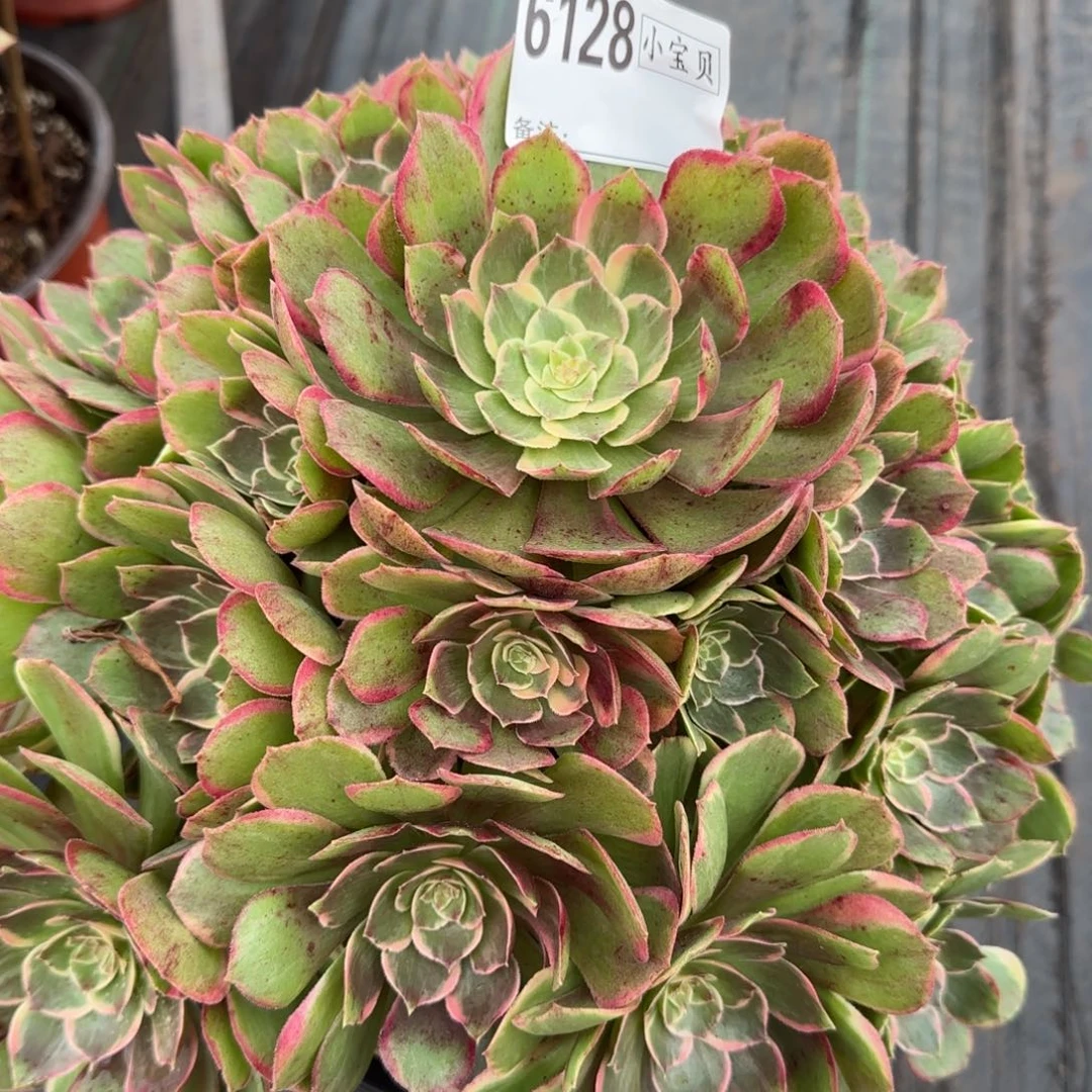 老***邢6128多肉粉花妖多肉多肉