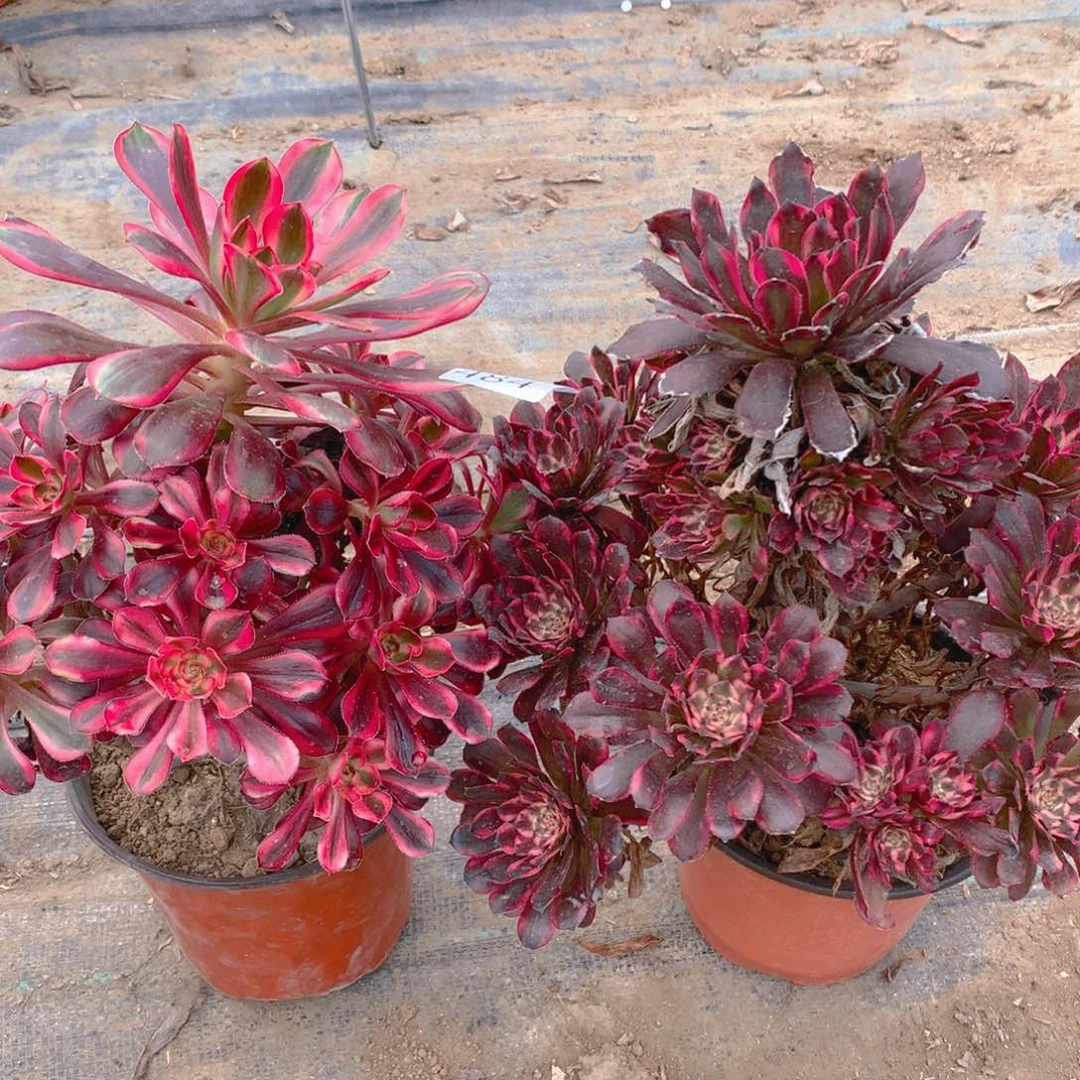 484法师组合2个多肉