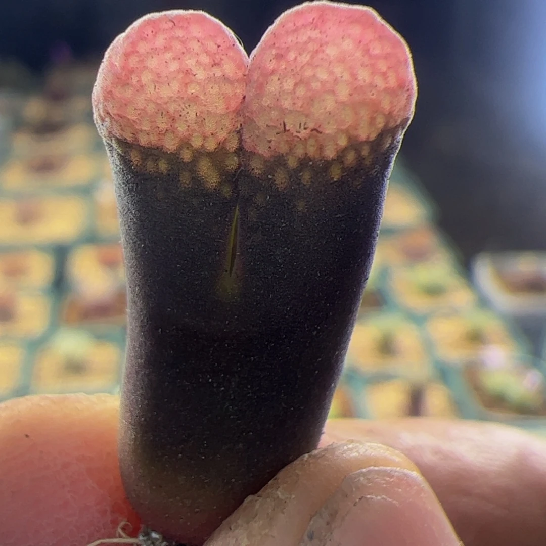 日本1807蛋糕风铃玉 220