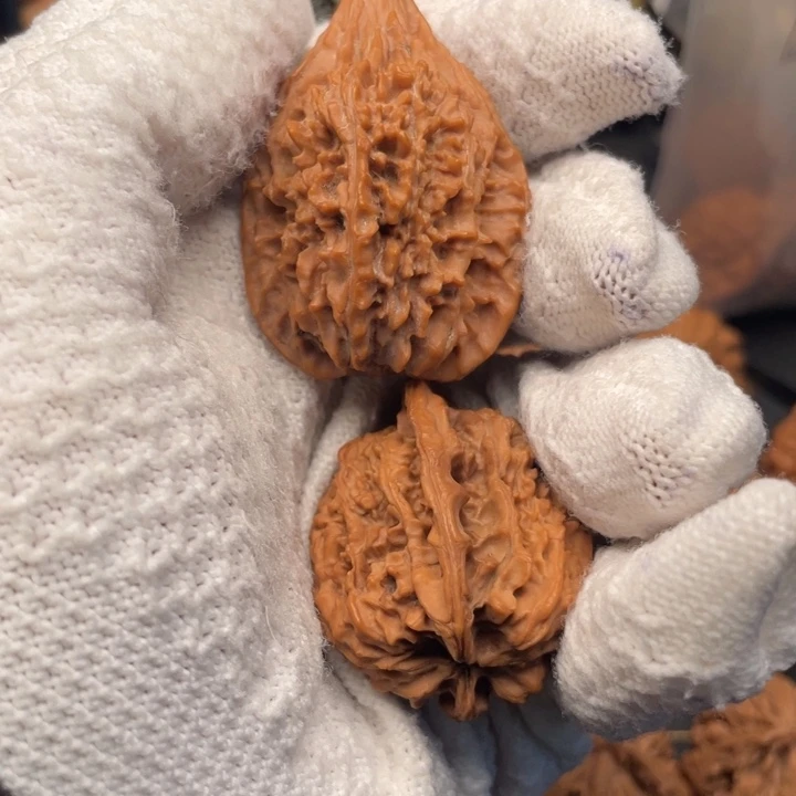 永***弟核桃34尺秦岭野生长嘴鸡