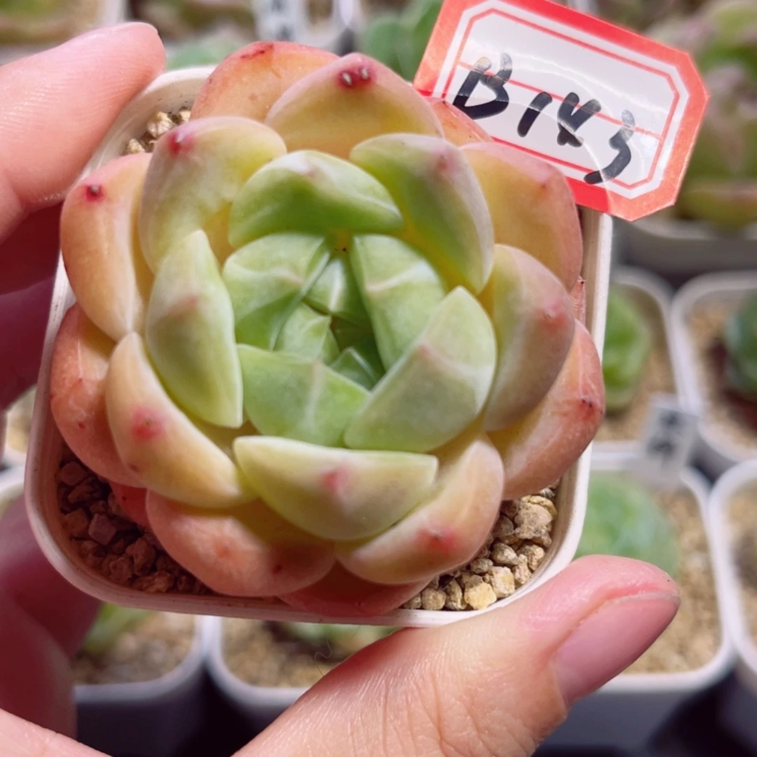 B143 一物一拍 无名氏