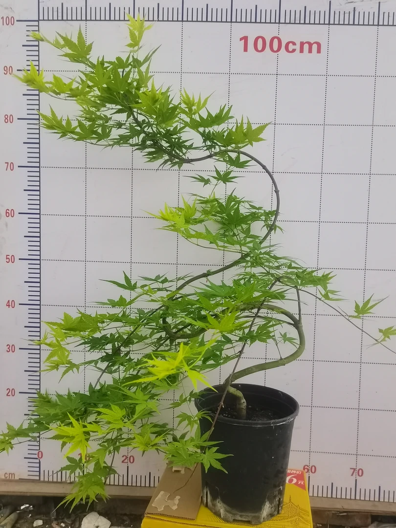 流泉枫清流泉黄金流泉造型园林风景户外羽毛枫庭院花园树懒人室外