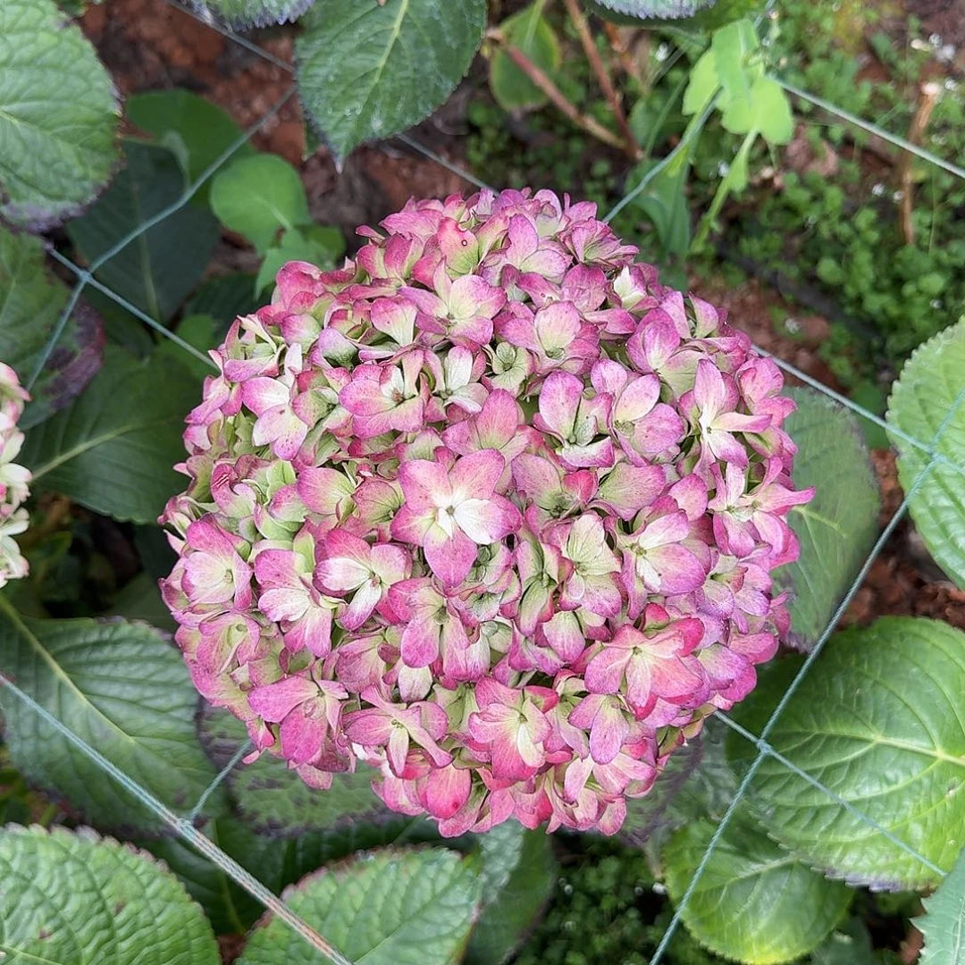 大部分花苞少量开放11