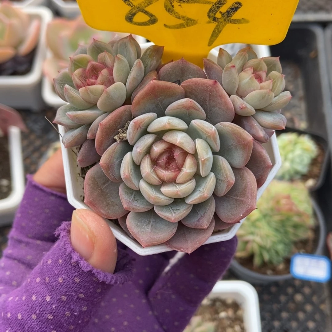 854糖果珍妮多肉植物