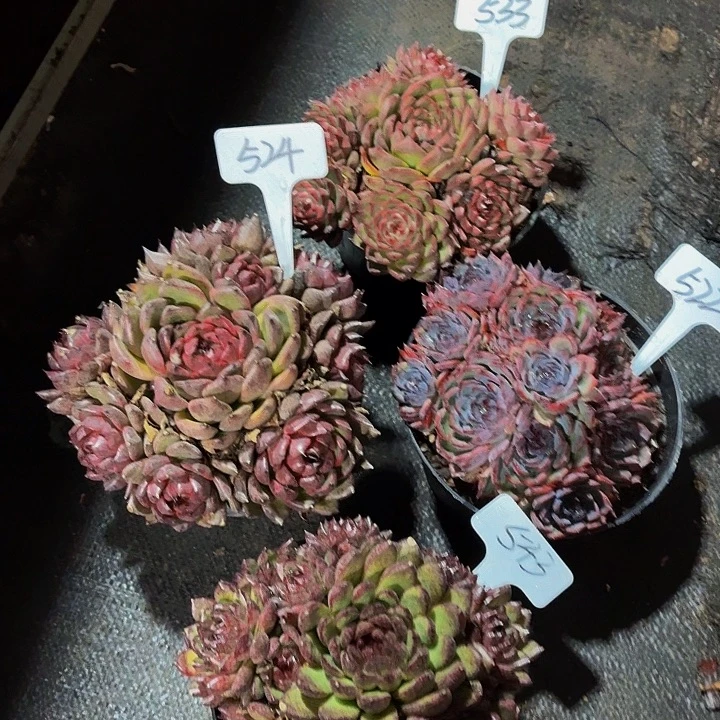 *****丽娟花卉4颗水晶群生