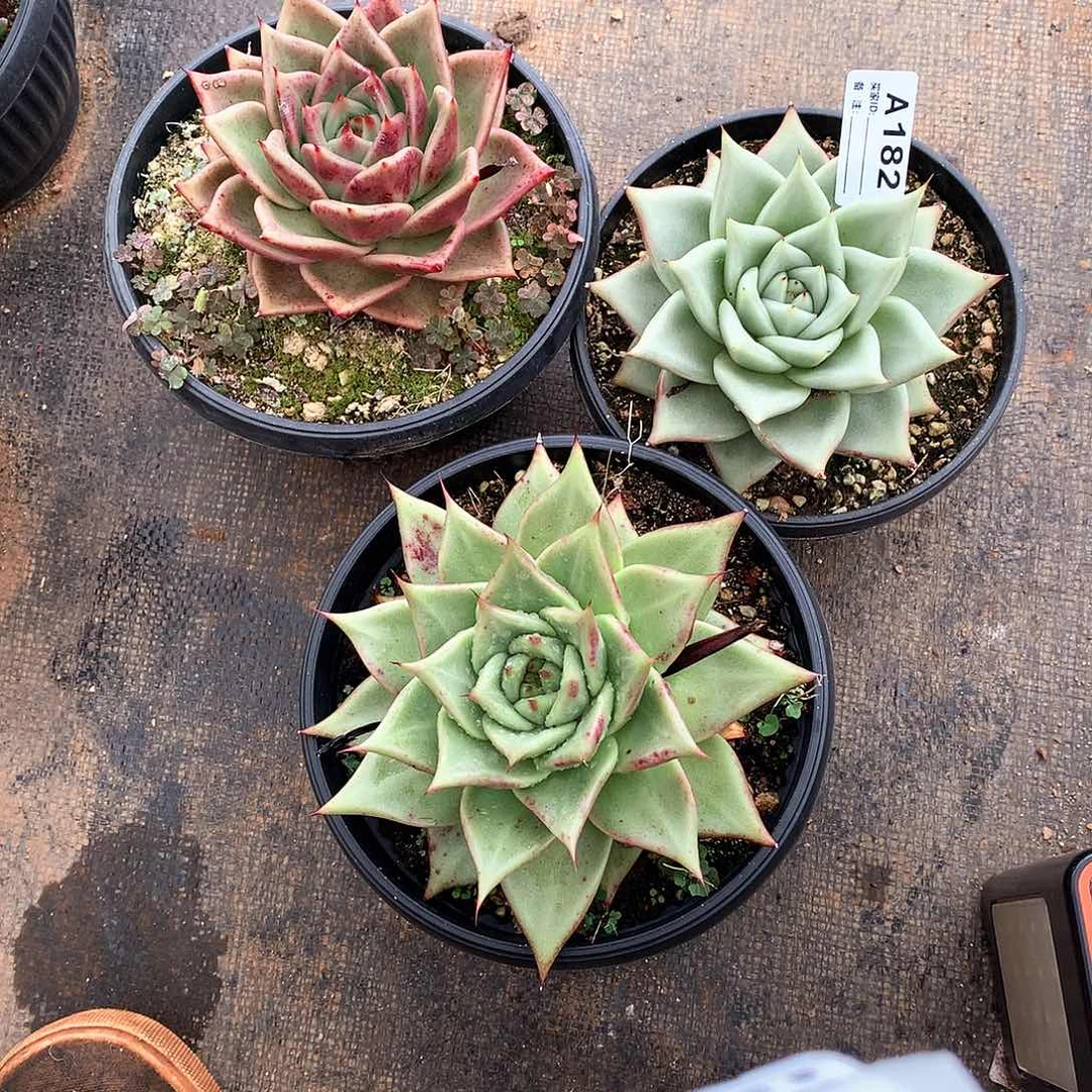 若茹东云组拍A182